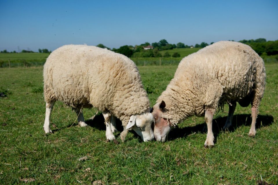 Calm.com The stars of 'Baa Baa Land' are about to become very famous.